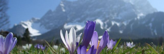 Blühende Krokusse vor verschneiter Zugspitze