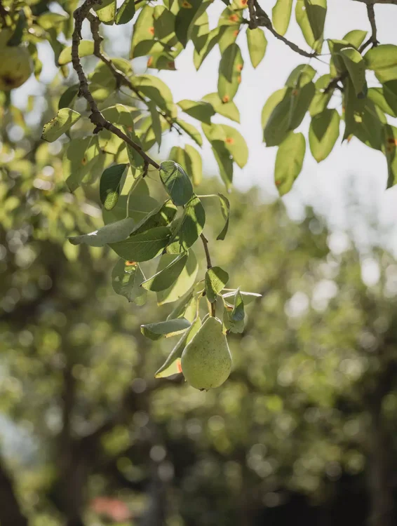 Hotel Neuhaus Garten